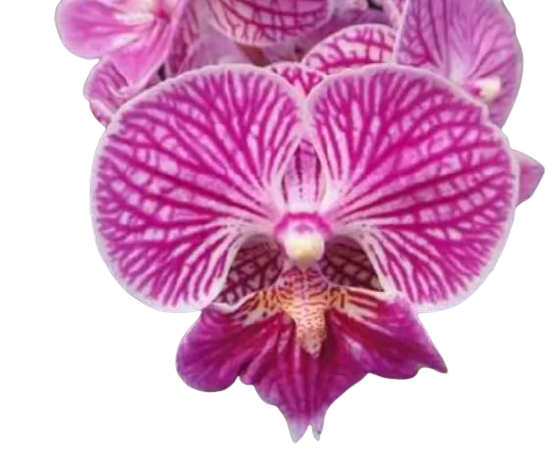 Chi Yueh Phalaenopsis orchids _ CYS145 Mauve/Pink/Stripes