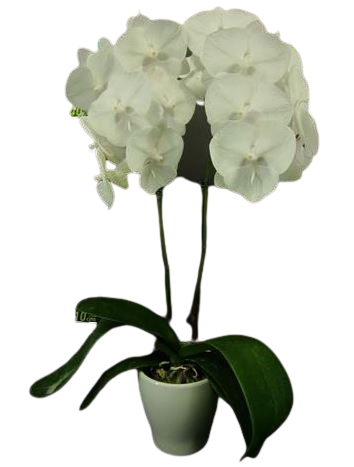 Chi Yueh Phalaenopsis orchids _ CYS148 White/Big Lip
