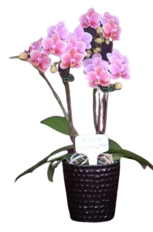 Chi Yueh Phalaenopsis orchids _ CYS158 Pink