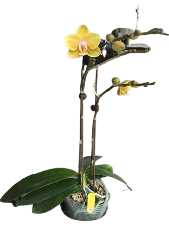 Chi Yueh Phalaenopsis orchids _ CYS154 Yellow