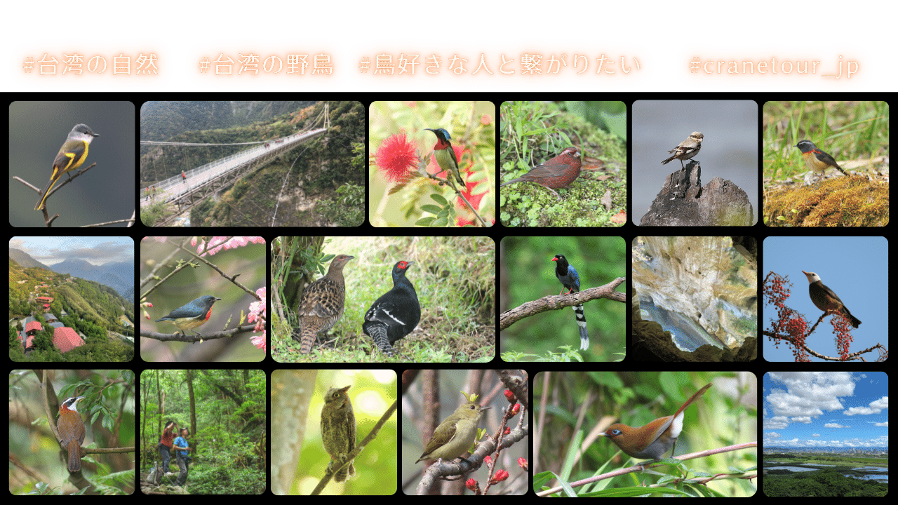 台湾の野鳥たち