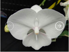 Chi Yueh Phalaenopsis orchids _ CYS148 White/Big Lip