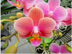 Chi Yueh Phalaenopsis orchids _ CYS158 Pink
