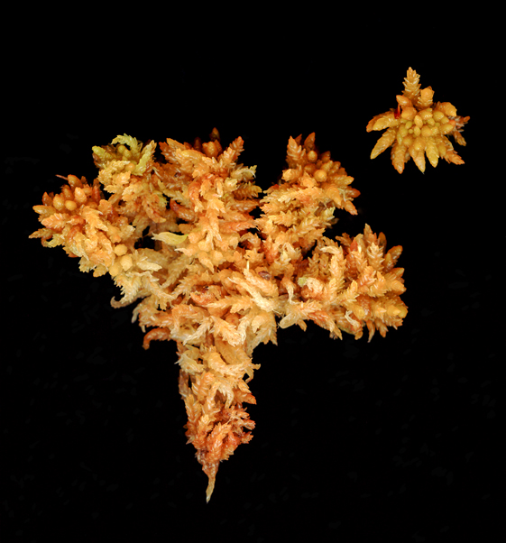 Sphagnum papillosum bog moss