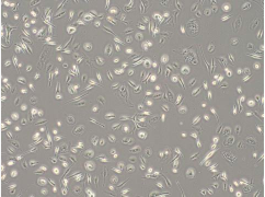 stem cell product